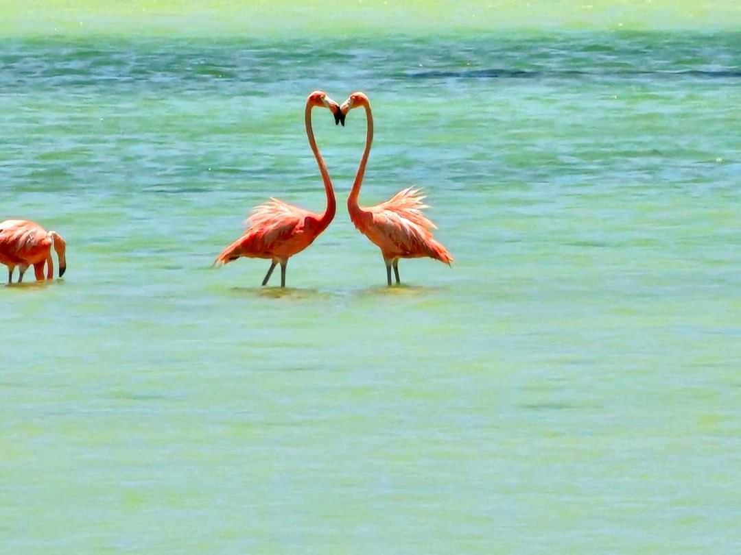Hotel Wayak Isla Holbox Kültér fotó